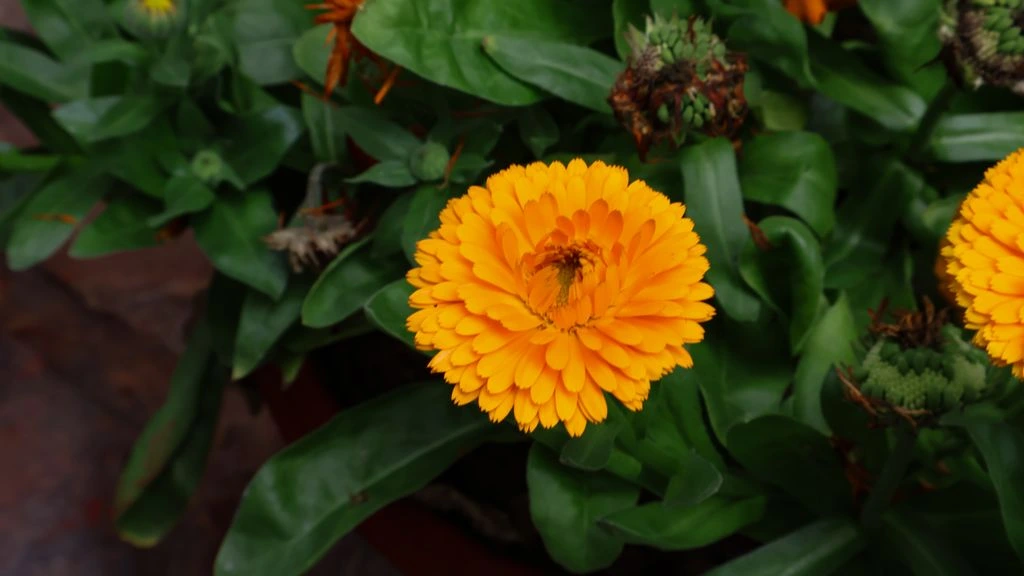 Calendula officinalis em destaque, fotografia botânica editorial