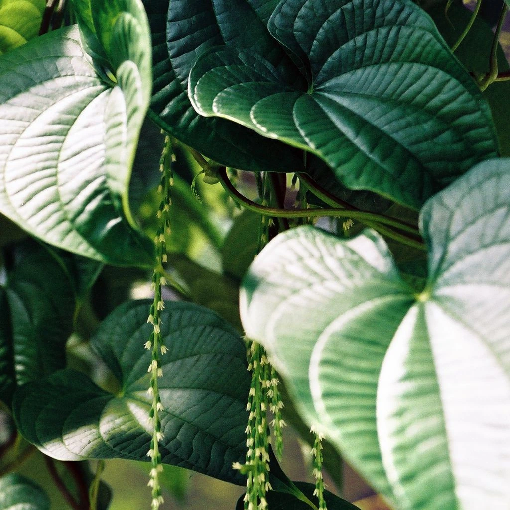 Raiz de kava cortada sobre tábua de madeira