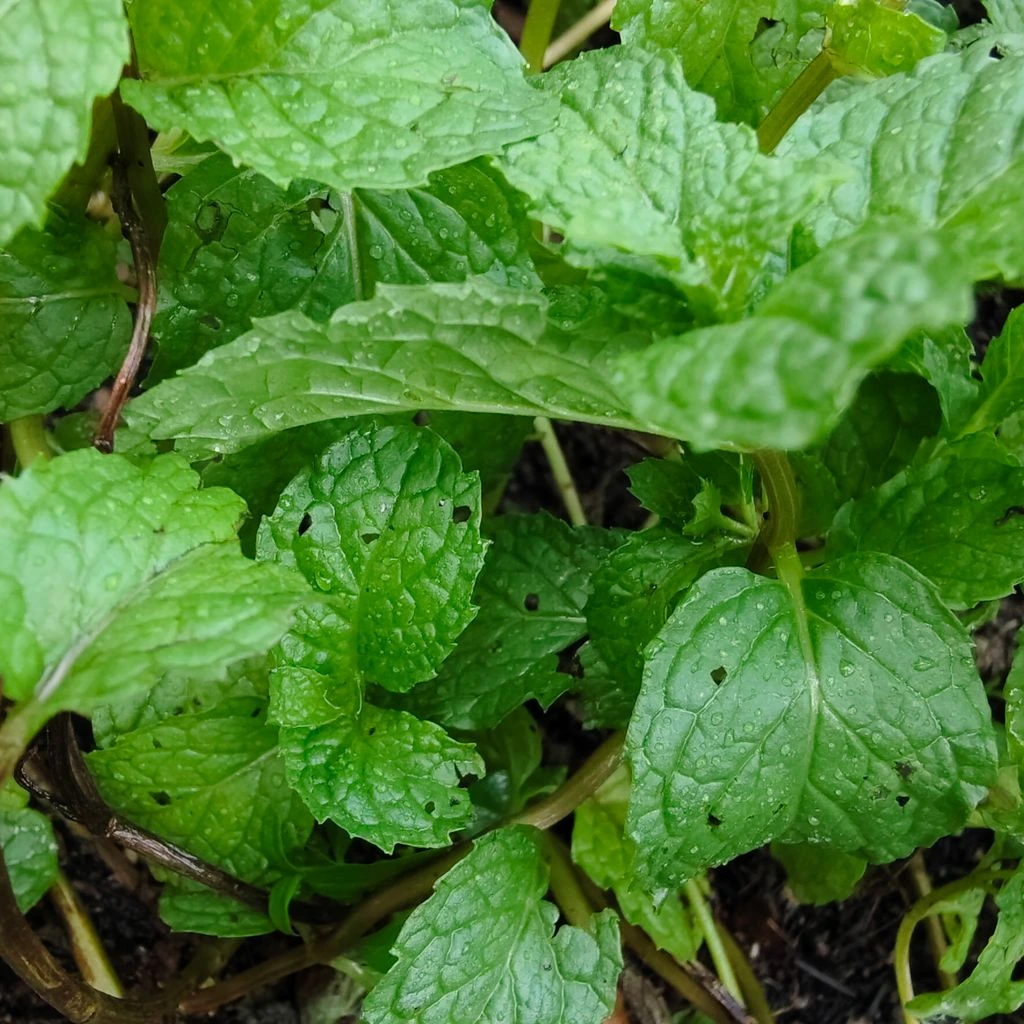 Folhas frescas e secas de Mentha piperita sobre cerâmica