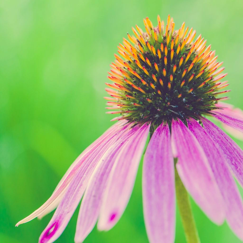 Raiz seca e flor fresca de Echinacea purpurea